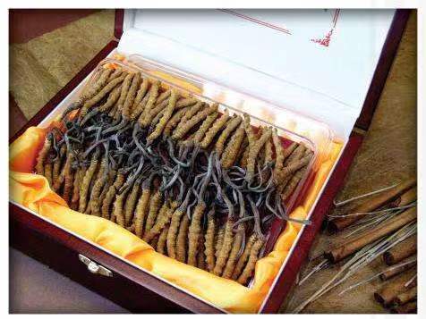 道滘镇冬虫夏草回收